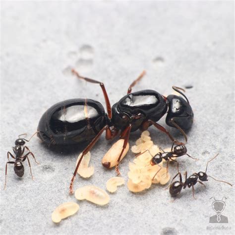 黑螞蟻出現原因 廁所對床化解